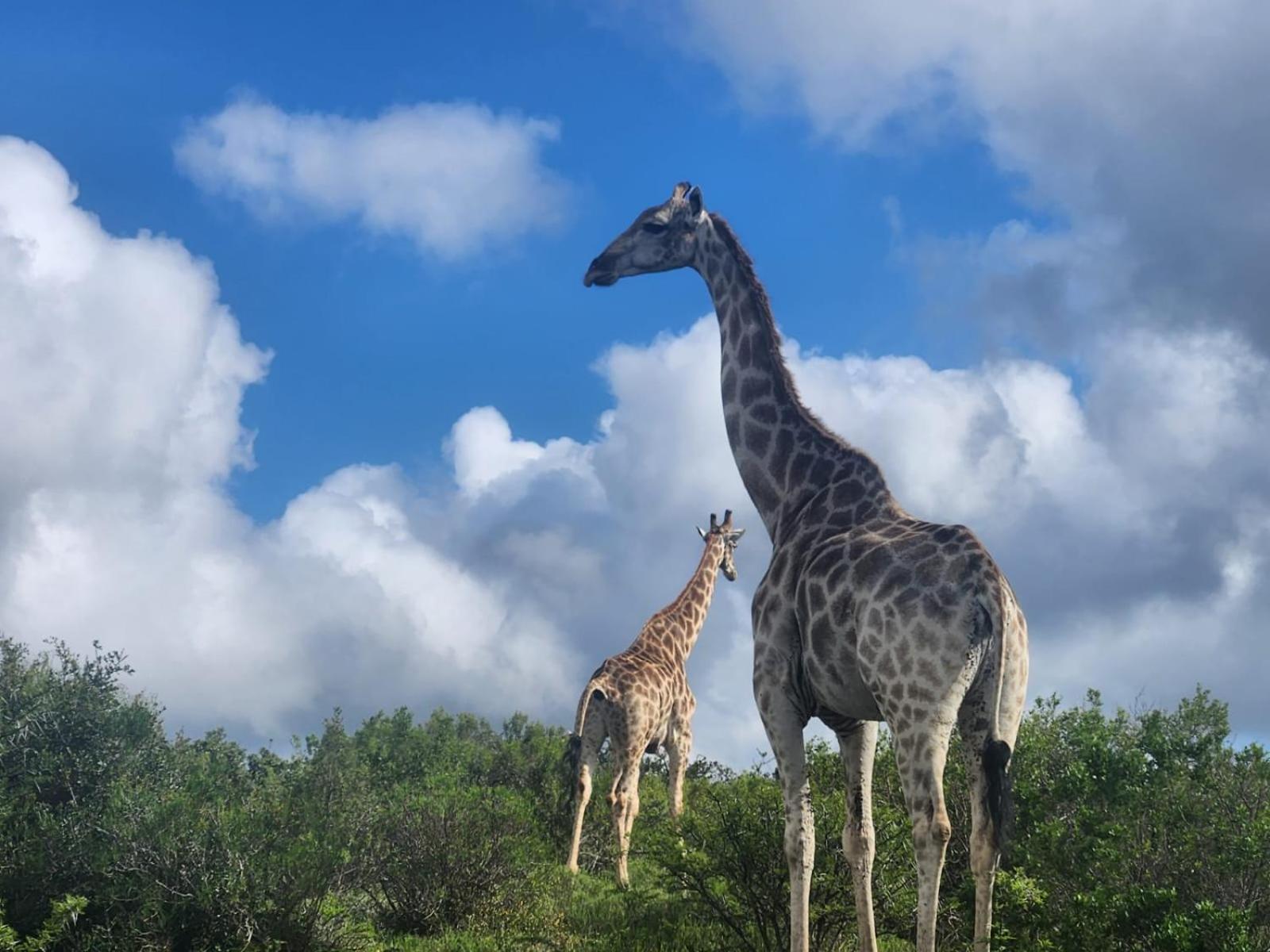 Parkview Safari Lodge Колчестер Экстерьер фото